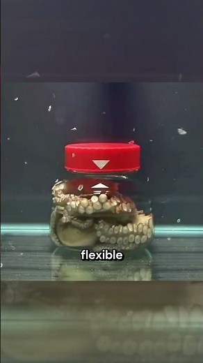 Octopus Opens Jar from the Inside 😱 | Smartest Sea Creature
