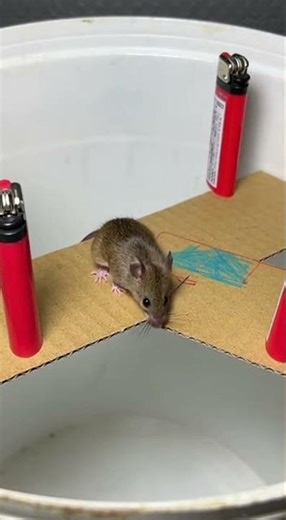 Funny! Mice curious again, but trap never catches them watch closely