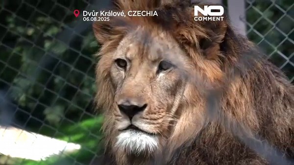 ‘Extinct in the wild’ Barbary lion cubs in Czech zoo prepare for relocation