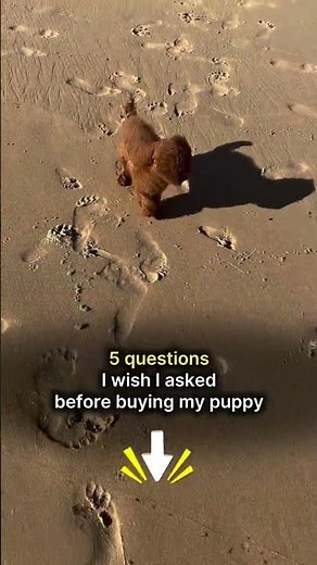 5 questions I wish I asked before buying my puppy