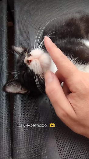 Roku externado, disfrutando del balcón antes de la llegada de la lluvia 🥴 Seguimos con deuda en la vete, pero aún así debemos/necesitamos seguir con el tratamiento del gordo.... Cada ampolla cuesta $50.000, y le dura tres días , o sea que necesitamos aprox $115.000 semanales por el momento ...porque en cuanto comience a engordar, la dosis sube y la ampolla le durará menos ... Te sumas como madrina o padrino del enano ... Roku tiene pif, te necesita 🙏 Alias : gatitoschaca.mp | Gatitos de Parque