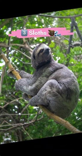 5 Weird Animal Facts You Won’t Believe! 🐙🦩🦛