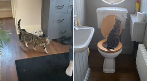 Family Discovers Cat Has Been Using The Toilet