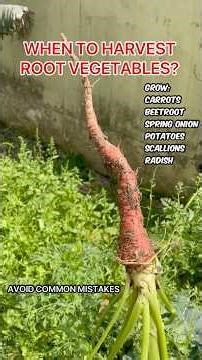 When to harvest root vegetables? Growth & care tips for healthy harvest. 🥕 🧅 🫜