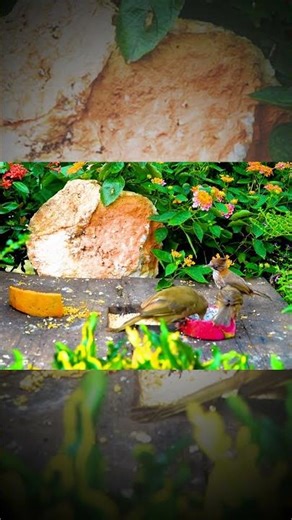 Watch a Catch! Starling catches worm dropped from bird feeder 5ft above. #birds #cattvforcats