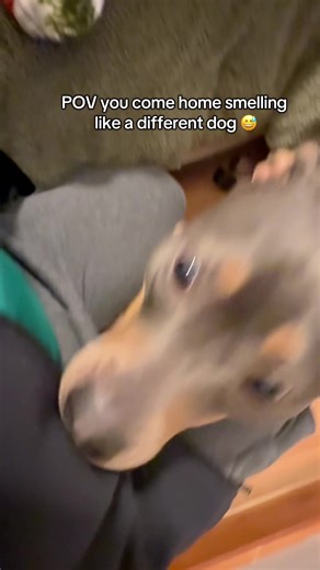 Jealous Dogs Reacting to New Pets