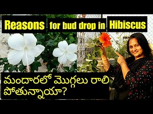 Buds Falling In Hibiscus | What to Do ? || How to Cure Bud Yellowing and Falling in Hibiscus/ Gudhal