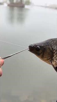 fish hook remover👍👍👍