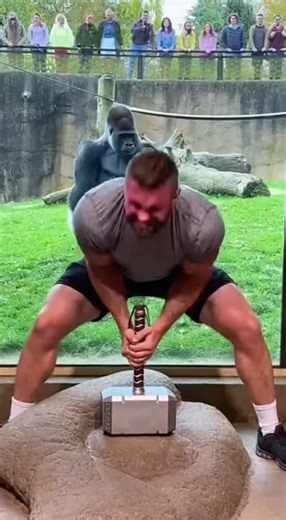 Gorilla Mocks a Muscular Man Failing to Lift Thor’s Hammer | Viral Zoo Moment