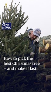 Frasers, Balsams, White Pines .... each variety of Christmas tree comes with its pros and cons. Which type is right for your home? And, when you settle on your tree (or pretend to remember which kind you chose last year), how can you keep it fresh as long as possible? PBS News' Tim McPhillips sought some advice from the Buffalo Valley Produce Auction in Mifflinburg, Pennsylvania, dubbed the "Largest Christmas Tree Auction in the World." Operations Manager Ben Courtney and other tree sellers shar