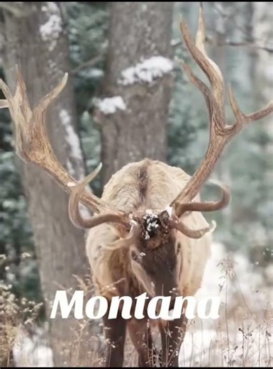 What’s ur dreams states to hunt? #utah #colorado #newmexico #montana