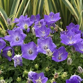 Rapido Blue Bellflower