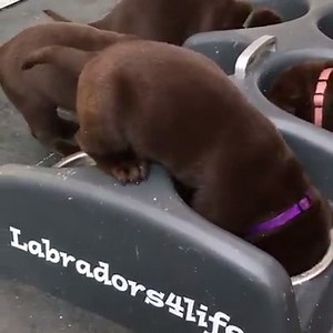 1.6K views · 81 reactions | How adorable is this litter of labradors?  Such a great way to make sure they're all getting fed. Via: @americankennelclub | Vet Products Direct | Facebook