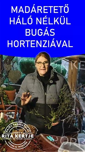 Madáretető HÁLÓ nélkül bugás hortenziával