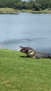 his is the most natural thing you will see on instagram today. Just a toothy boy crunching up a turtle AI could never* *I saw a video two days ago that convinced me AI video will probably be able to recreate this flawlessly in a matter of months, but I’m not worried. Nature is Metal will keep it 100% au natural for as long as there is breath in my lungs. 📽 by @kellen_flower #natureismetal #keepnaturemetal | Nature Is Metal