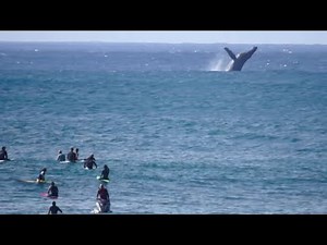 Big Pipeline - Derek Ho & Whales Perform