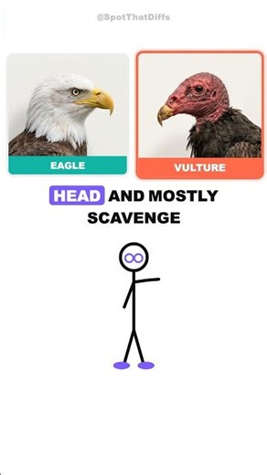 Crow vs Raven, Hawk vs Falcon… Can You Tell? #dailyfacts #trivia