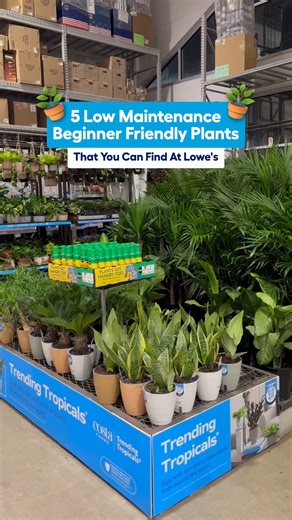 Plant parenting made easy 🌱 Meet your starter plants | Lowe's Home Improvement