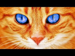 LEKOVITE MOĆI MAČKE