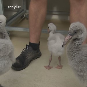 Janet Pambor und Florian Rimpler wieder auf Tour durch den Zoo Leipzig mit dem Flamingonachwuchs. Jeden Tag gehen sie mit den Küken spazieren – das ist wichtig, damit die Kleinen starke Beine bekommen. Heute darf zum ersten Mal der Kleinste der drei mit auf die Tour ... mdr.de/s/etc | Elefant, Tiger & Co