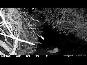 Another Appearance of the Long-tailed Weasel