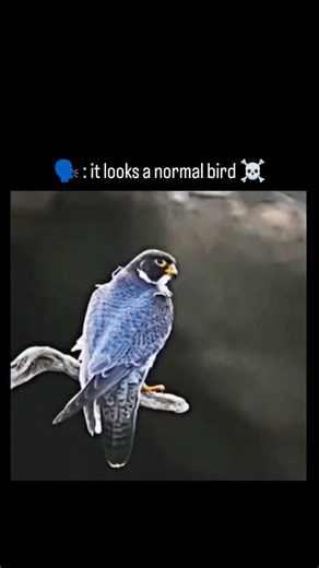 Lucky Clips on Instagram: "The bird in this video may look completely normal at first glance, calmly perched and scanning its surroundings. But in the very next moment, it transforms into one of the most powerful hunters in the sky. This is a peregrine falcon, famous for the fastest dive in the animal kingdom. When it locks onto its target, it folds its wings back and drops like a speeding arrow, reaching over 300 km/h during its legendary “stoop.” In the blink of an eye, the falcon strikes with