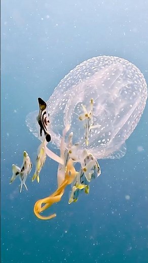 Most dangerous animal in the ocean - Box Jellyfish 🪼☠️