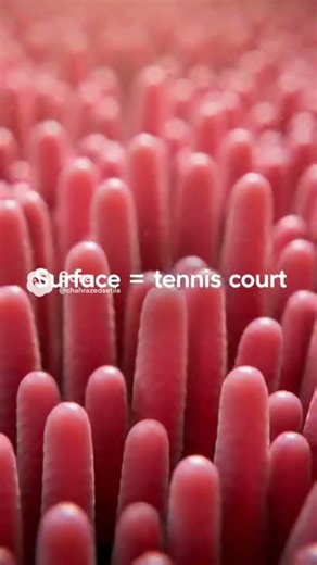 Your Intestines Are Bigger Than You Imagine #shortvideo