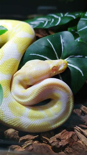 Albino Ball Python