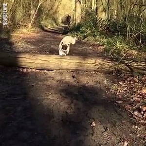8M views · 97K reactions | Such a graceful doggo...  | LADbible | Facebook