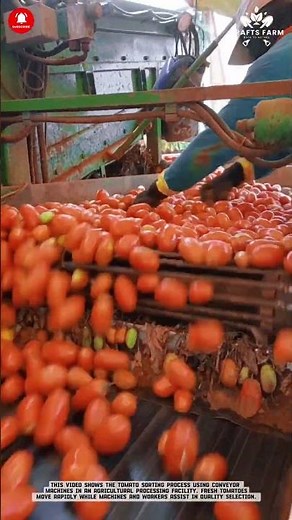 Tomato Conveyor Sorting: Automated Quality Selection in Processing Facility