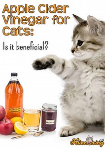 Apple Cider Vinegar For Cats: 6 Best Uses Of ACV In Cats!