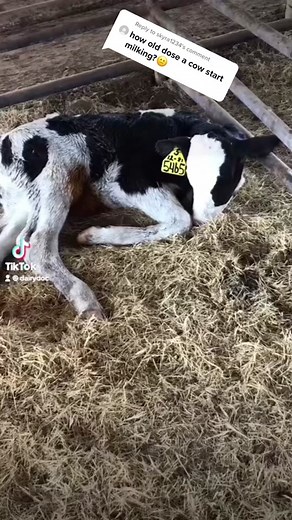 Reply to @skyra1234 they are well cared for for years before they start making milk! #dairy #calf #cow #dairydoc #dairykind #animalcare #cowcomfort #milk #milkcow