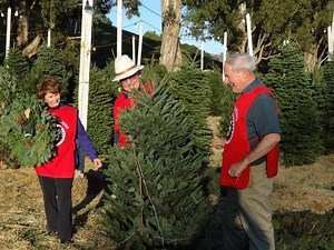 Where to Find Your Christmas Tree