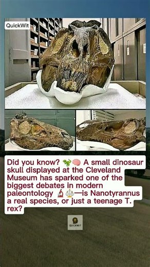 Nanotyrannus: The Small Skull That Shook the World of Paleontology