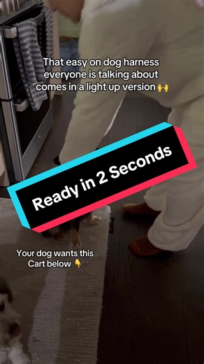 Best Selling Dog Harness – In Stock Now!