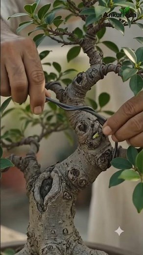 Bonsai Making for Beginners | Easy Step-by-Step Guide