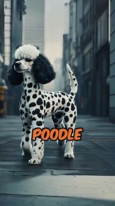Poodle x Dalmatian This is a mock up image made for entertainment purposes If you’re interested in content like this & collaborating with us Drop us a DM @pawpointuk ➖ ➖ ➖ #newdogbreed #dalmatian #poodle | PAW POINT UK