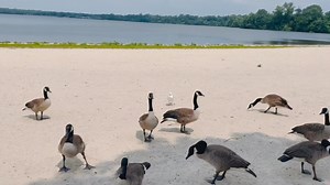 The Famous Gesse of Lake Ronkonkoma | Long Island, New York