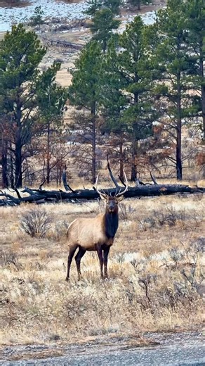 A young bull, testing his confidence. Not king yet—but learning the language of the mountains. Strutting through a meadow near Rocky Mountain National Park. 🦌 #winterwildlife #coloradowildlife #bullelk #wildlifewonders #untamednature #wapiti #wildlifereels #estespark #foryoupageシ | The Untamed View