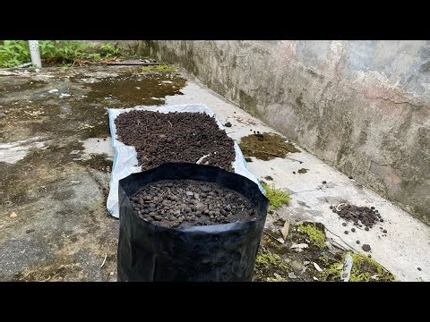 How to Prepare Super Fertile Planting Media with Fermented Goat Manure