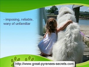 The Great Pyrenees Dog Breed