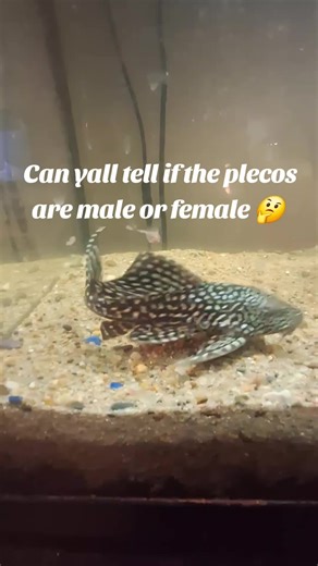 Identifying Male and Female Plecos in Your Aquarium