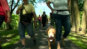City looks at removing pit bull legislation amid changes to pet ownership bylaws