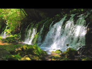 4K映像 清涼爽快 滝「新緑の元滝伏流水 鳥海山」8K撮影 秋田県にかほ市 森林浴 自然音 絶景癒し 涼しい清流 7月下旬