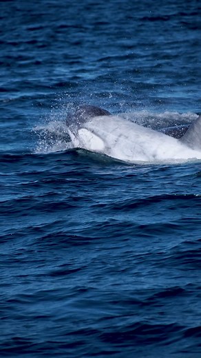 Yes you see that correct! Yesterday we encountered an albino orca named Frosty! They were hunting sea lions and seals off the coast in California! What a day! Taken aboard Oceanic Expeditions #reels #orcas #whalewatching #california #facebookreels | Dustin Burkhouse photography