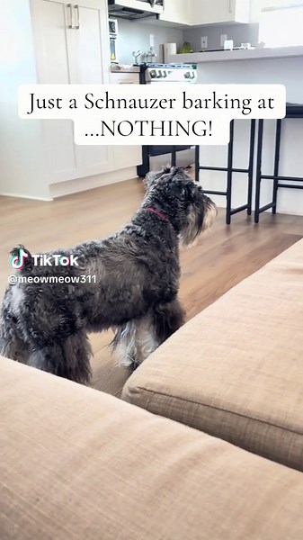 Barking is their hobby! #minituareschnauzer #fypシ #dogsoftiktok | Schnauzers