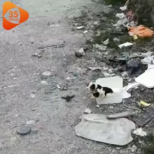 37 reactions · 4 comments | The Cries Of The Puppies Broke Our Hearts Into A Thousand Pieces, Boiling Within Us Is Hatred For The Perpetrator Of This Crime!. | Pet Dreams | Facebook