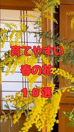 【春の花10選 】#gardening #spring #flowers