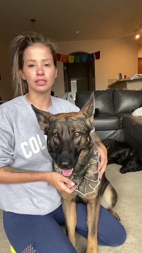 Essential Guide to Dog Training Collars